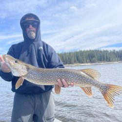 Person in dark hoodie and sunglasses holding a large northern pike fish by a lake with pine trees in the background.
