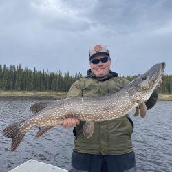 Person standing on a boat holds a large northern pike fish with a forest and cloudy sky in the background.