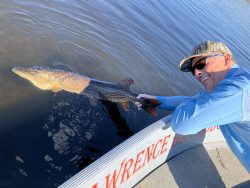 Man wearing sunglasses and a cap releases a large fish into the water from the side of a boat.