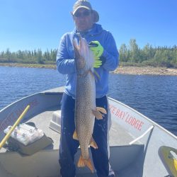 Man in a blue hoodie and cap stands on a boat holding a large fish with trees and water in the background.