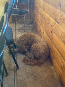 A curly-haired brown dog is curled up and sleeping on the floor next to a wooden wall and chairs.