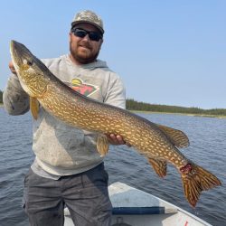 A person in a boat holds a large northern pike fish over a lake with trees in the background.