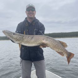 Person standing on a boat holding a large northern pike fish over the water, with a forested shoreline in the background.