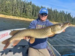 Person in a blue hat and sunglasses holds a large northern pike on a boat with trees and water in the background.