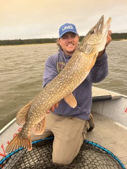 Person kneeling on a boat holds a large northern pike fish over a fishing net with a lake and trees in the background.