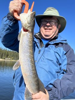 Man in a blue jacket and hat holding a large fish with a gripping tool by a lake under a clear sky.