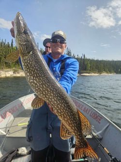 A person on a boat holds a large Northern pike fish with a lake and forest in the background.