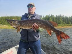 Man standing on a boat holds a large fish with brown and orange fins over a lake, with trees in the background.