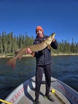 A person standing on a boat holding a large fish with a lake and forest in the background under a clear blue sky.