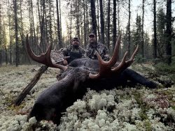 Two people in camouflage clothing sit in a forest behind a large moose lying on the ground.