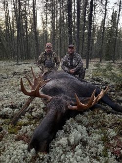 Two hunters in camouflage kneel in a forest behind a large moose lying on the ground, surrounded by moss and trees.