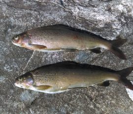 Two grayish fish with fins and scales lying side by side on a rough, gray stone surface.